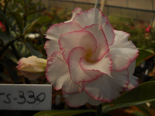 Muda Rosa Do Deserto Enxertada Branco Com Rosa - Ts-330