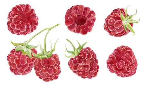 comprar Planta De Frambuesa Pack 2 Gratis A Rm No Envio A Regiones 