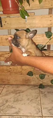 Cachorros Bulldog Francés..se Entregan 12/5/2025