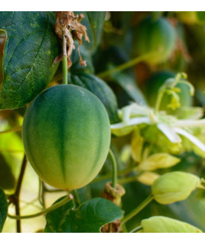 Plantin De Maracuja Perla Del Cerrado