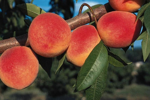 Durazno Rojo ( Arbol ) Variedad Oro Azteca Para Maceta