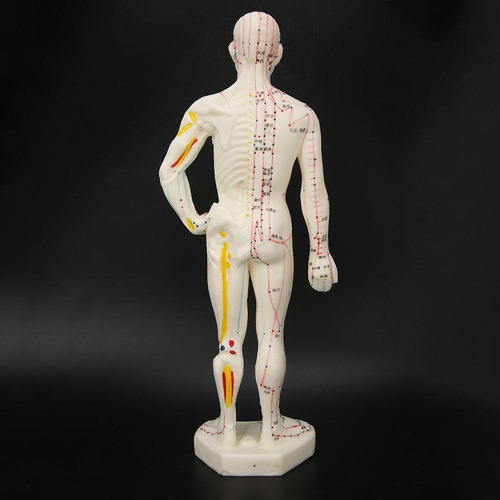 Macho/hembra Modelo De Acupuntura Meridianos Modelo Con Base