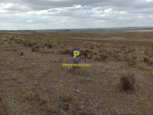223 Hectáreas En Treinta Y Tres, Se Financia