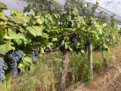Venta De Finca Productiva En La Heras 31 Hs De Viñedos Y Riego Por Goteo