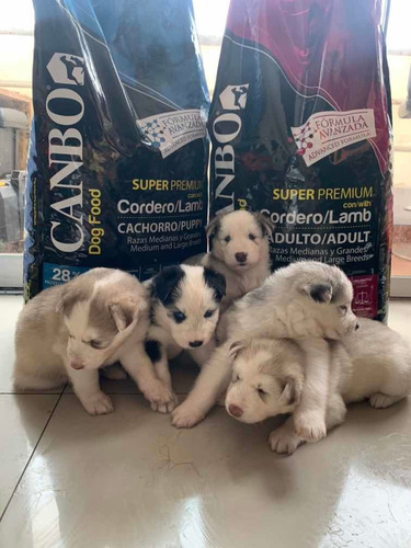 Imagen 6 de 6 de Monta Huskie - Alaska Ojos Celestes