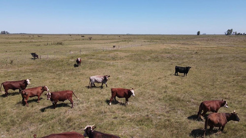 Imagen 5 de 20 de Campo En Venta De 300 Has En Gualeguaychu - Ganadero - Oportunidad!