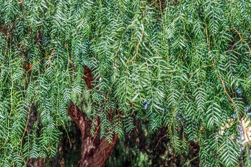 Arbol Schinus Molle Pimiento Pack De 4 Uds Gratis Solo A Rm