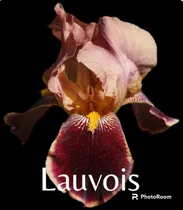 Comprar 3 Rizoma De Lirios Barbados O Iris Germánica Lavouis