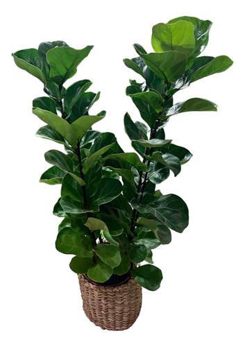 Planta Interior - Ficus Lyrata Xl - Envíos