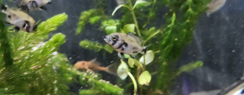 Pez Oscar Astronotus Cobre Chico Rojo