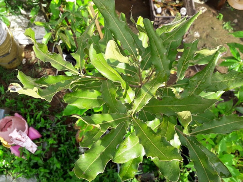 Plantas De Macadamia Injertada