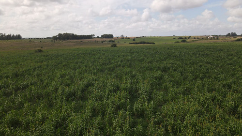 Campo En Venta De 150 Ha Agrícola Ganadero En Florida (ref: Atm-7901)