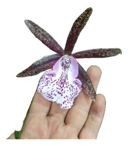 Orquídea Brassocattleya Hippodamia Pintada Incrível Coleção