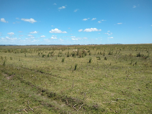 Imagen 23 de 30 de Latorre Prop Vende Campo De 34 Hectareas En Cobo
