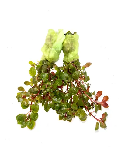 Ludwigia Sp. Red, Planta Acuática X 7 Tallos