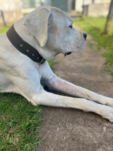 Dogo Argentino Busca Novia Mdp