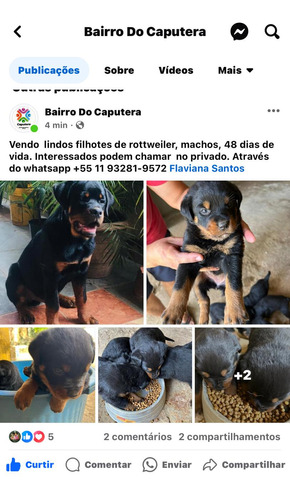 Cão 