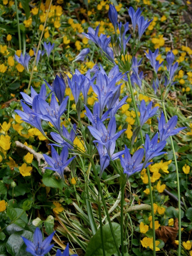 Imagen 2 de 2 de Bulbos De Brodiaea (x10) Variedades A Elección Imp. Holanda