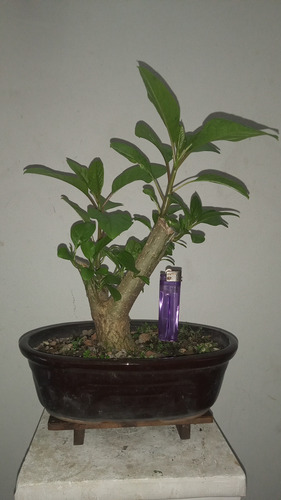 Bonsai De Ombú Maceta Ovalada 24cm De Jinseibonsai