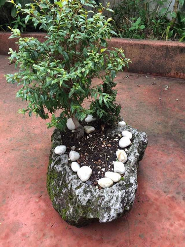 Imagen 3 de 3 de Bonsai