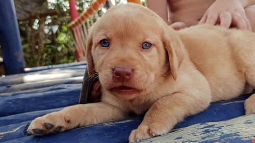 Lindos Filhotes Labrador Femea Com 70 Dias Veja O Vídeo