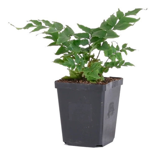Cyrtomium Falcatum Planta Helecho De Acebo Japones 10cm