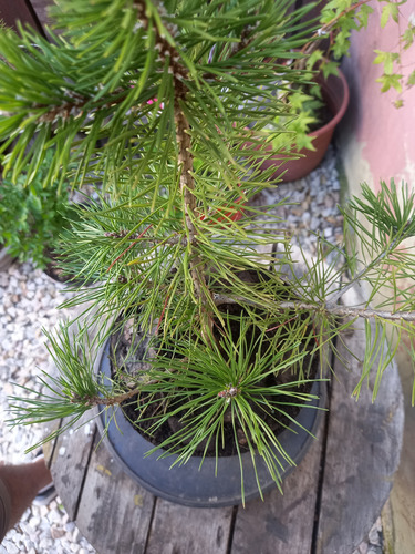 Pino Mugo. Envase 4 Lts. Excelente Para Bonsai