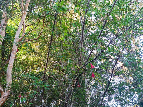 Vende Parcela Cond Piedra Blanca , Valdivia (108616)