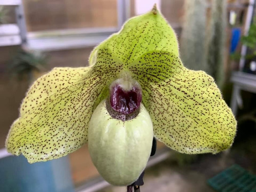 Venta De Orquídeas Paphiopedilum Ma Belle | Meses sin intereses