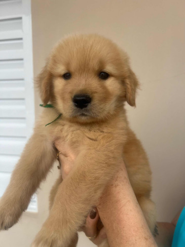 Lindos Filhotes De Golden Retriever.