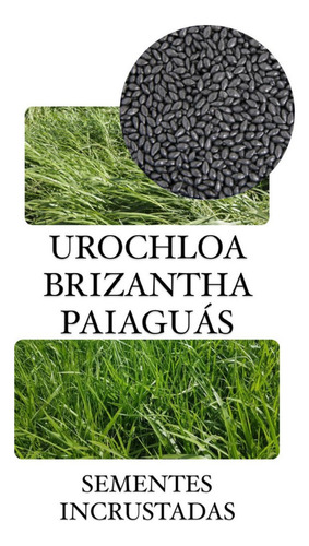 Brachiaria Brizantha Paiaguás 5kg- Sementes Incrustadas