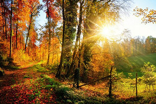 Espectacular Paisaje Otoñal En Bosque: Foto Panorámica De Pa