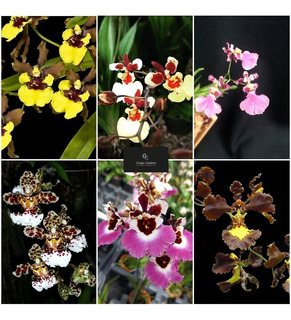 Orquídeas Rabo De Tatu | MercadoLivre 📦