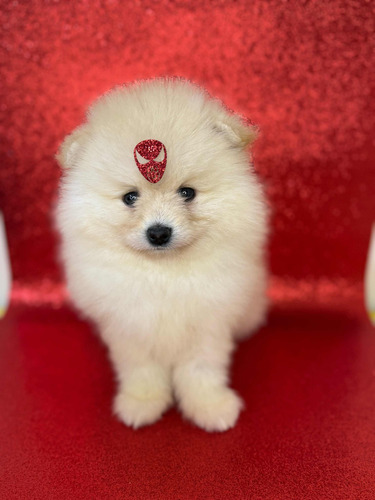 Spitz Alemão Anão / Lulu Da Pomerania - Machos