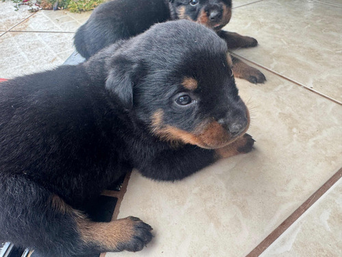 Vendo Hottweiler (filhote)