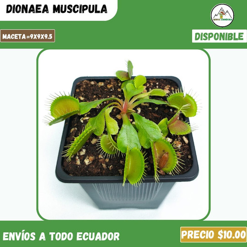 Plantas Carnívoras | Variedad De Géneros Y Especies
