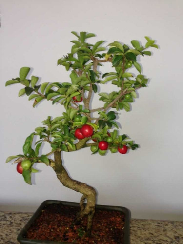 Muda De Acerola - Malpighia Emarginata Para Vasos E Bonsai !