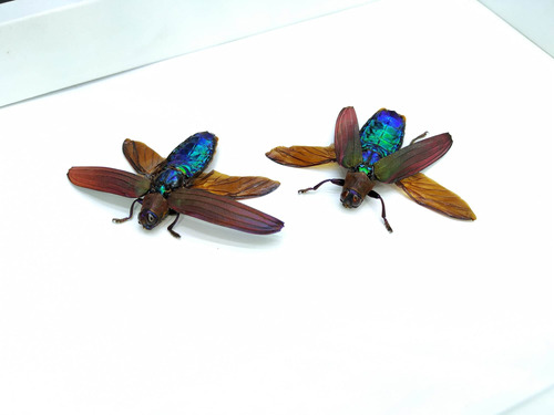Entomología Insectos Disecados Escarabajos Grandes