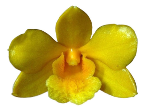 Orquidea Amarela Dendrobium Hancockii | MercadoLivre 📦