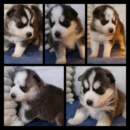 Cachorros Husky Excelente Calidad 