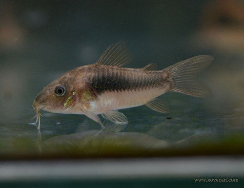 Limpia Fondo O Corydoras Aeneus  Acuarios En Casa