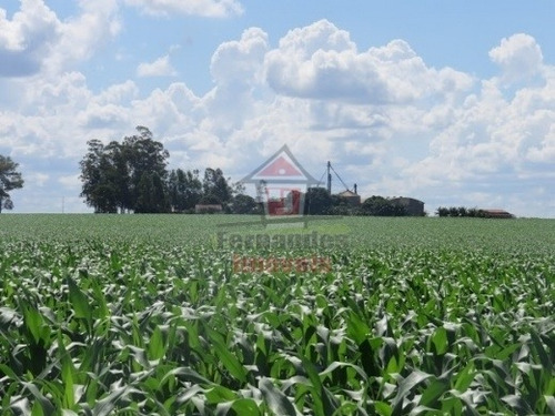 Imagem 3 de 14 de Fazenda À Venda 1.450 Há Em Dourados/ms - Fa0138