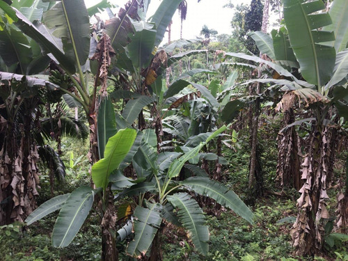 Imagen 14 de 23 de Finca 32 Has/lotes De 3 Has
