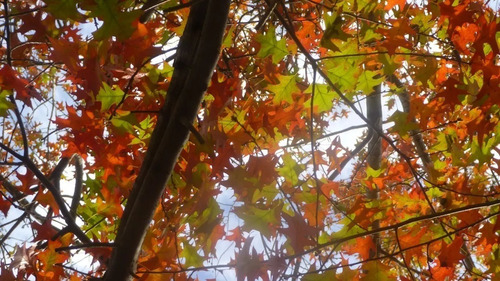 Quercus Palustris Roble, Roble Rojo E20