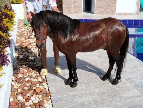 Se Vende Pony 