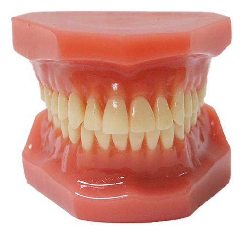 Typodont Dental Sin Aparatos Ortopedicos, Modelo De Estudio 