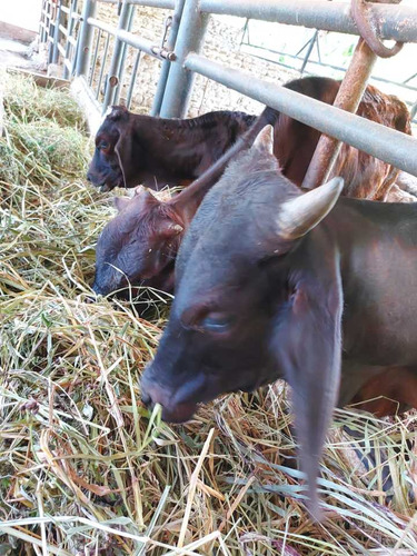 Imagen 10 de 29 de Finca Mixta + Manga De Coleo De 1 Ha En Guayabita En Turmero