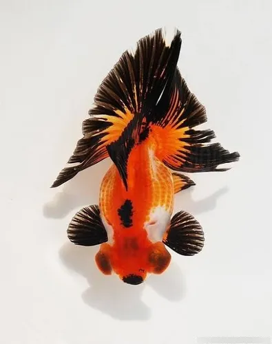 comprar Pez Cola De Mariposa Doradogoldfish Importacion Shangai Lujo