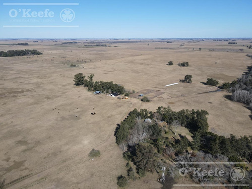 Imagen 9 de 10 de Único Campo En Venta Mixto De 600 Has Con Casco A 2.500 Mts De Ruta 29 Y A Una Hora De Caba. - C. Brandsen