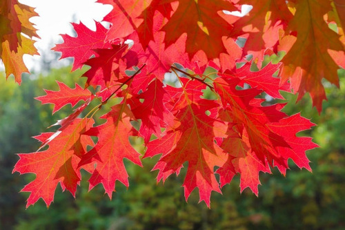 Roble Americano Rojo (quercus Rubra)